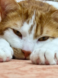 Similar image 22041009