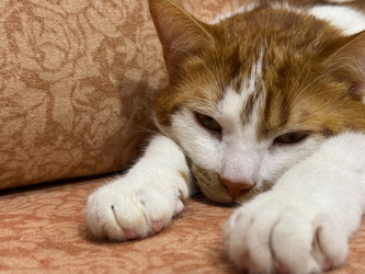 Similar image 22041010