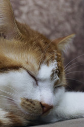 Similar image 22041011