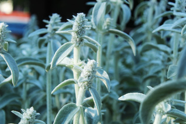 Similar image 22037947