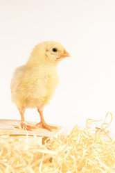 Similar image 22036808