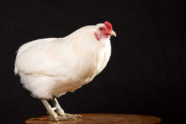 Similar image 22036809