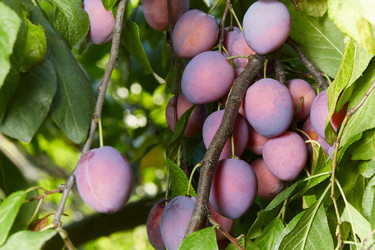 Similar image 22031531