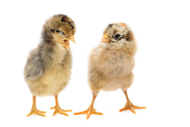 Similar image 22032142