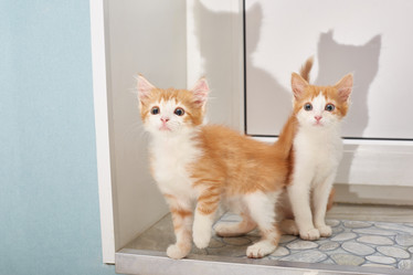 Similar image 22032286