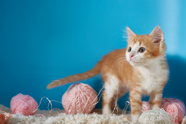 Similar image 22032292