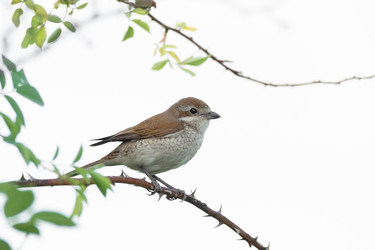 Similar image 22032153