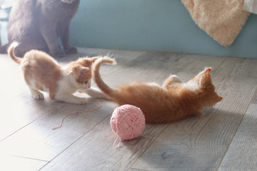 Similar image 22038116