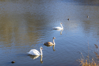 Similar image 22040254