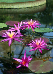 Similar image 22040154