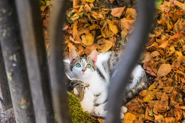 Similar image 22042733