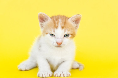 Similar image 22043485