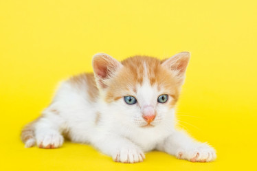 Similar image 22043489