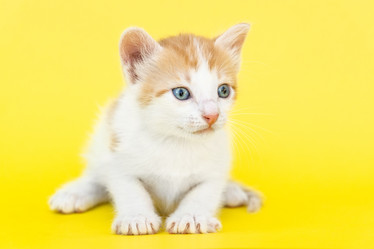 Similar image 22043504