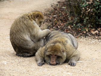 Similar image 22046017