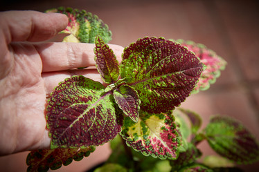 Similar image 22045100