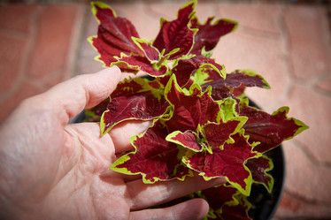 Similar image 22045267