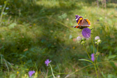 Similar image 22050923