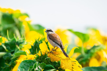 Similar image 22046649