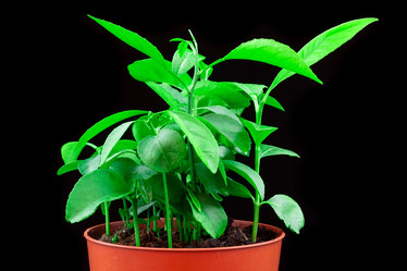 Similar image 22048544