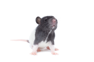 Similar image 22050733