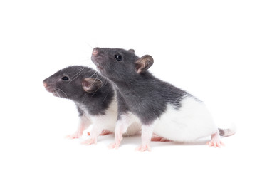 Similar image 22050762