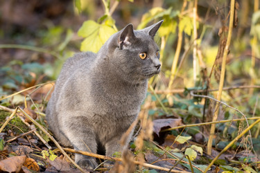 Similar image 22051301