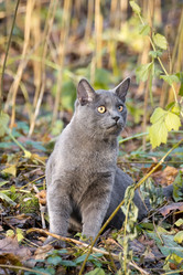 Similar image 22051306