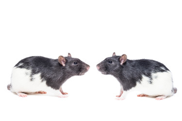 Similar image 22051313