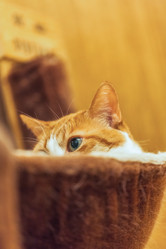 Similar image 22053016