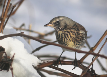 Similar image 22053239