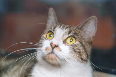 Similar image 22054215