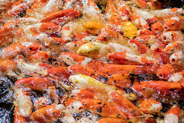 Similar image 22056237