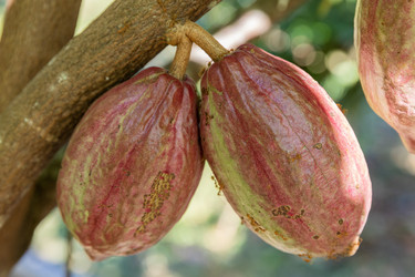 Similar image 22056242