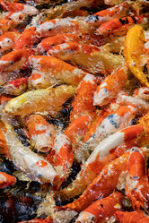 Similar image 22056243