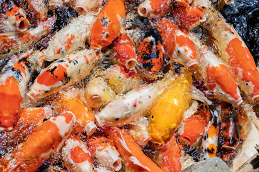 Similar image 22056248