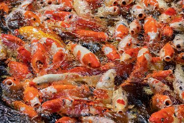 Similar image 22056249