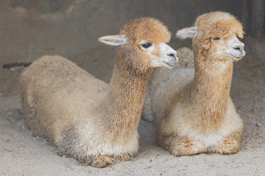 Similar image 22056263