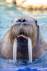 Similar image 22056287