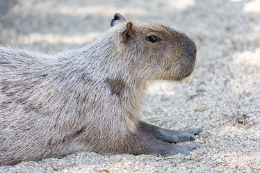 Similar image 22056288