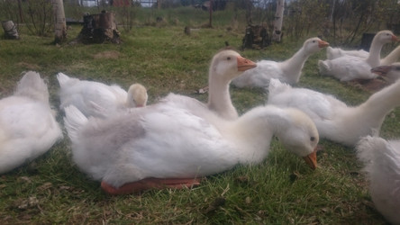 Similar image 22058390