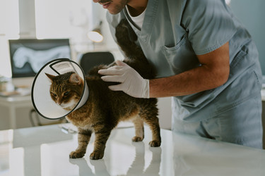 Similar image 22036166