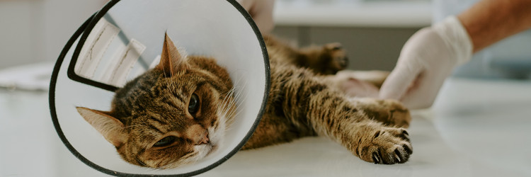 Similar image 22036204