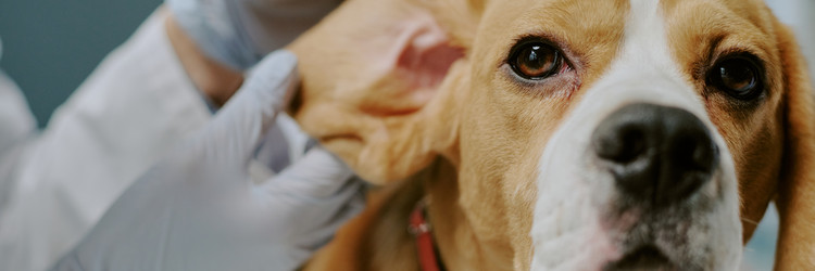 Similar image 22036207