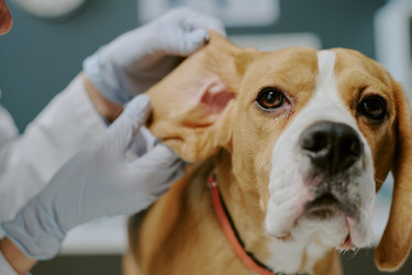 Similar image 22036224