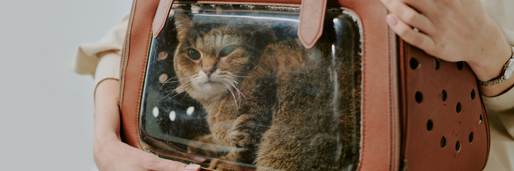 Similar image 22036212