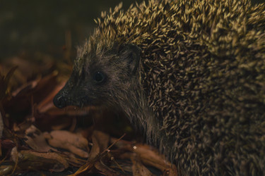 Similar image 22088295