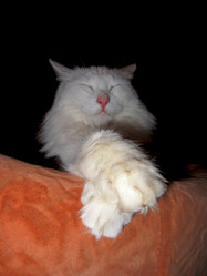 Similar image 22060041