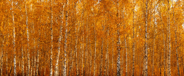 Similar image 22061704