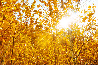 Similar image 22061705